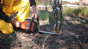 Professional Tree Care Services in Pinewood Estates, TX