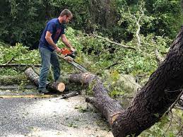 Best Lot and Land Clearing  in Pinewood Estates, TX